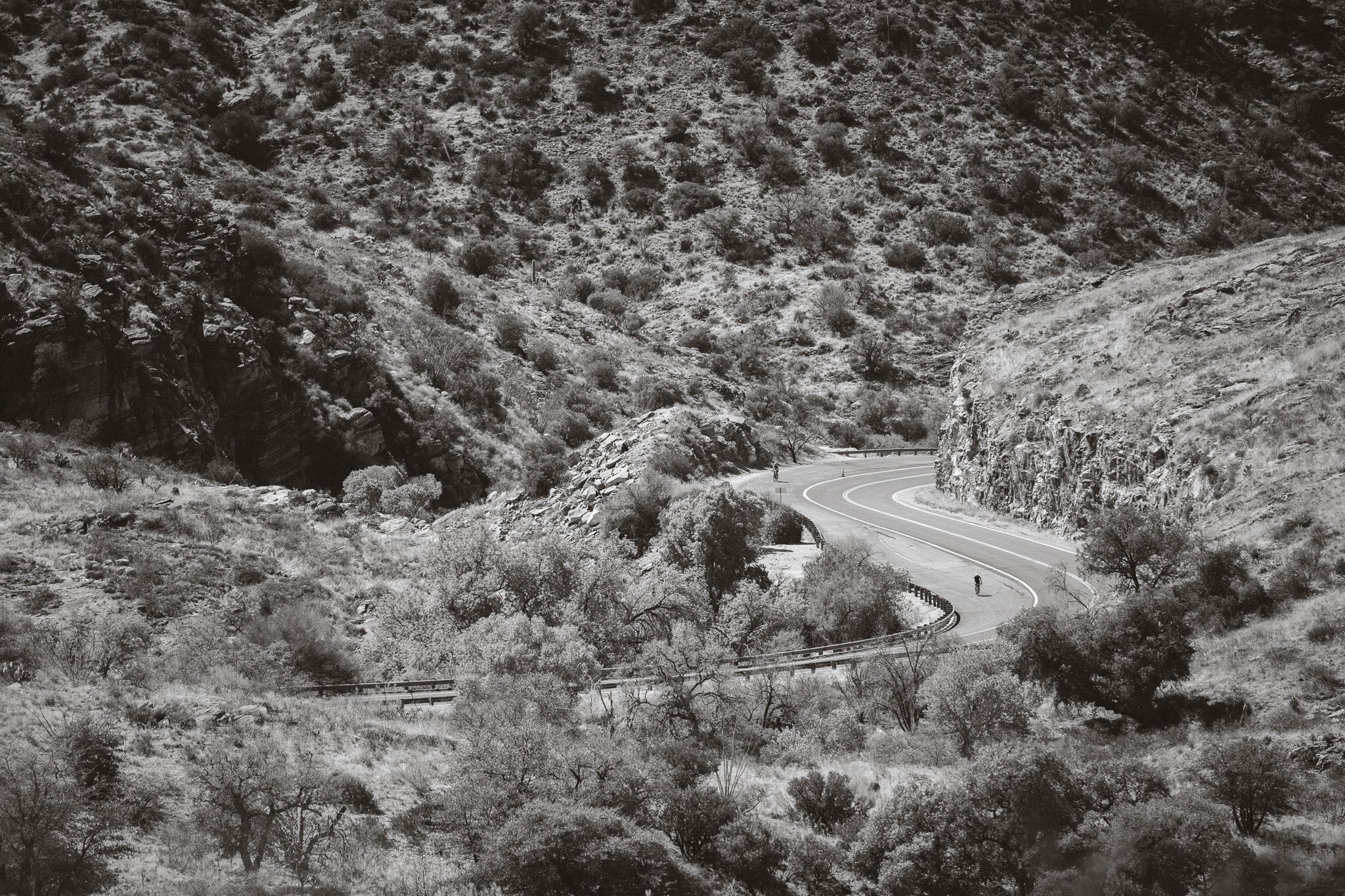 Road runner